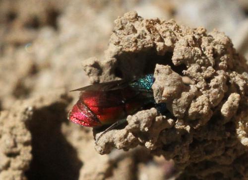 Réf. 196 662 : Pseudochrysis neglecta